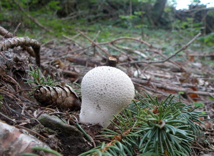 Lycoperdon dal Trentino